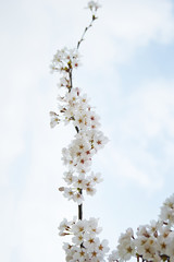 cherry blossoms 