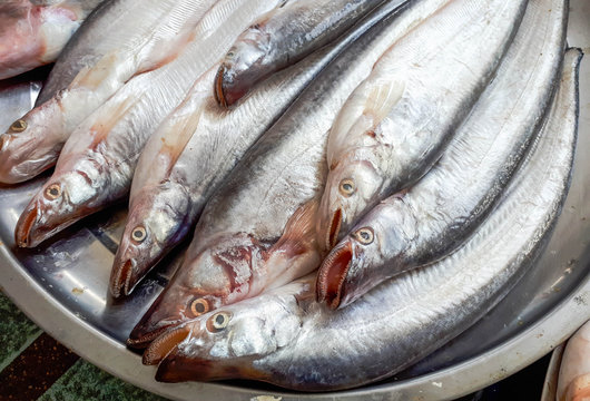 Fresh Sheatfish