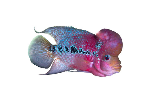 Male Cichlidae / Flowerhorn Crossbreed Fish