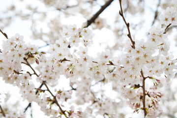 cherry blossoms