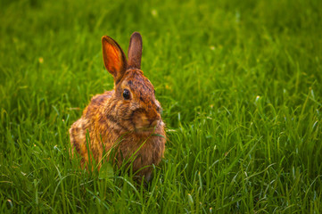 Rabbit relaxing in the grass