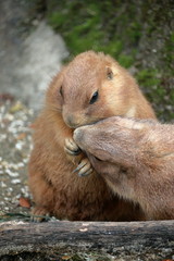 プレーリードッグ