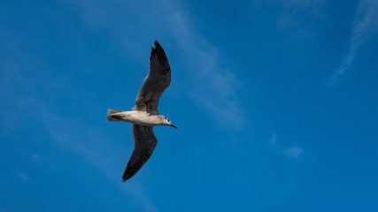 Flights in the Blue Sky