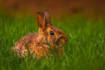 Fototapeta premium Rabbit relaxing in the grass