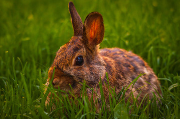 Rabbit relaxing in the grass