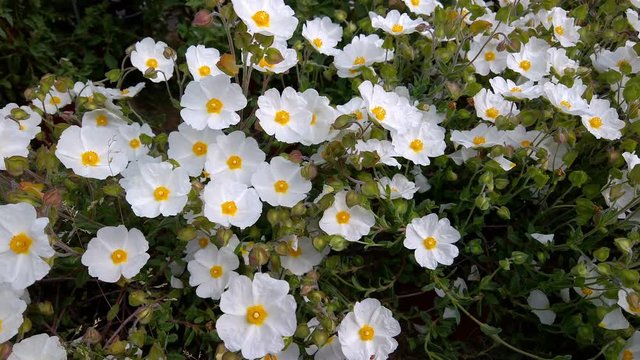 Salvia Cistus, Cistus Salviifolius