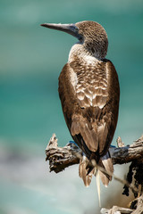 Blue-footed boobie in Isla de la Plata, Ecuador