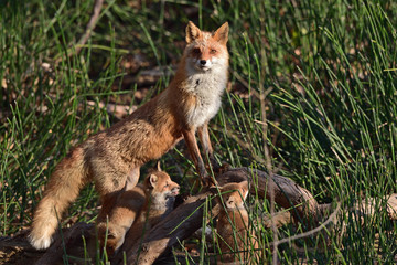 キタキツネの家族