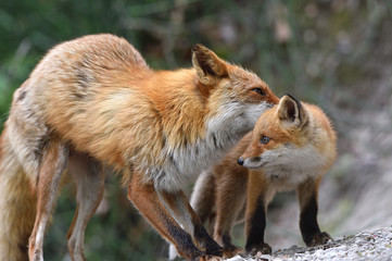 キタキツネの親子