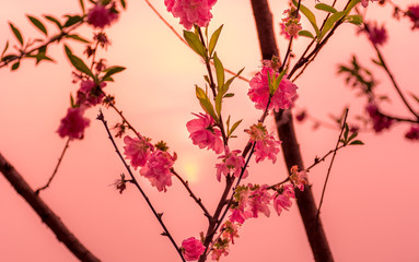 Cherry Blossoms AT Sunset