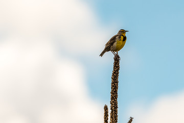 A Solo Bird