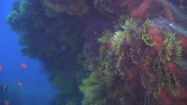 Deep water reefs Violescent sea-whip gorgones, Spain