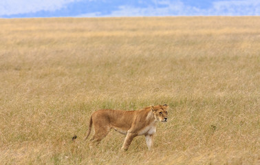 Naklejka na ściany i meble Lioness in the savannah of Masai Mara, Kenya 