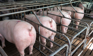 pigs in the pig farm