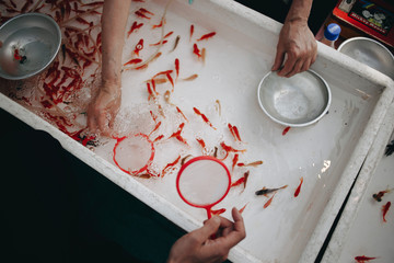 Kingyo-sukui Goldfish scooping game at Omatsuri in Japan