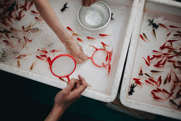 Kingyo-sukui Goldfish scooping game at Omatsuri in Japan