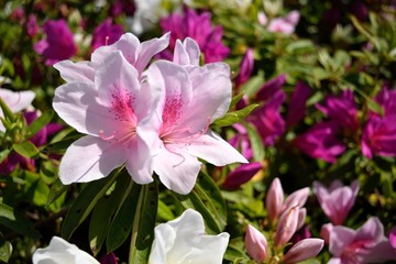 Naklejka premium ツツジ