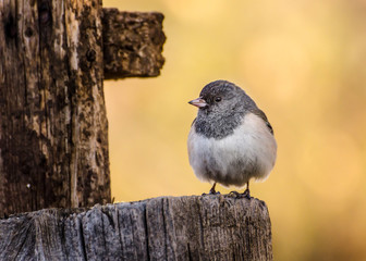 bird on a wooden stump