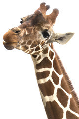 Giraffe heads isolated on white background © mbolina