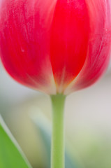 Naklejka premium Tulip