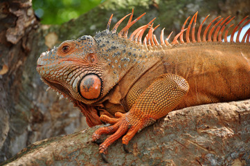 Iguana