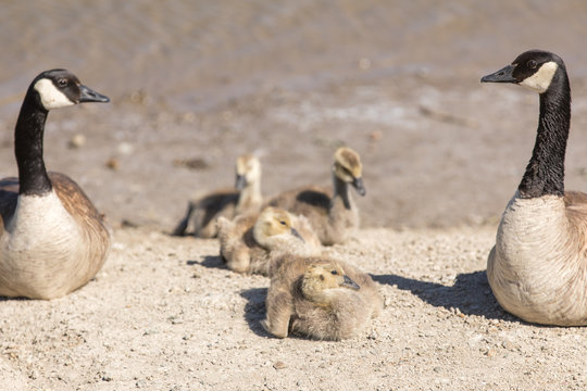 Canada Geese (Branta Canadensis) Parents Watching Goslings. Santa Clara County, California, USA. 