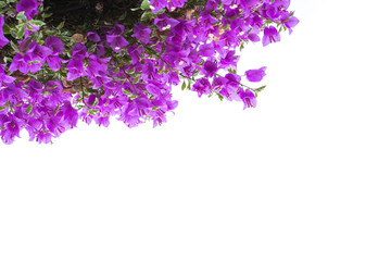 Pink blooming bougainvilleas isolate on white background.