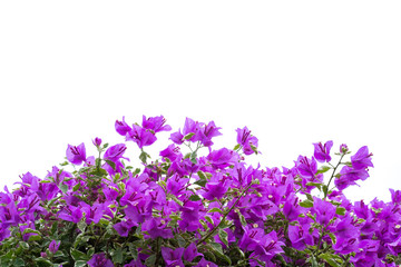 Obraz premium Pink blooming bougainvilleas isolate on white background.