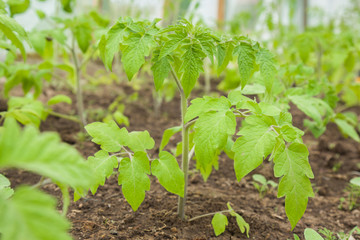 Tomato plant growing in the ground in the greenhouse. Early spring preparations for the garden season.