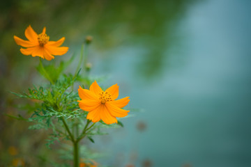 Orange Cosmos Flower Beautiful for background