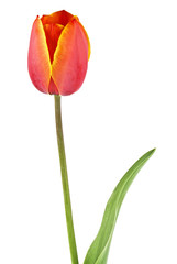 Tulip with leave on a white background, closeup