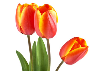 Three tulips on a white background, Spring flowers