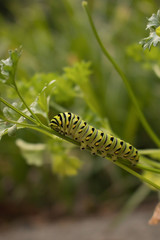 Caterpillar Getting Ready for It's Transformation into a Swallowtail Butterfly