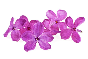 Violet lilac flowers isolated on a white background, close up