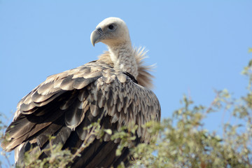 The Griffon vulture (Gyps fulvus)