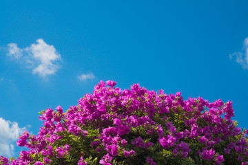 Obraz premium pink bougainvillea flowers against the blue sky background.