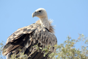 The Griffon vulture (Gyps fulvus)