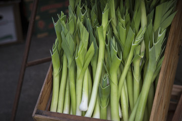 Obraz premium Isolated Close Up Horizontal View Fresh Green and White Leeks on Display in Crate Local Farmers Market, Background Backdrop Use with Text Copy Space Overlay (HDR Image) - Eugene, Oregon, USA