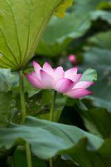 Fototapeta premium Lotus flower