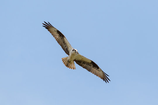 flying osprey bird