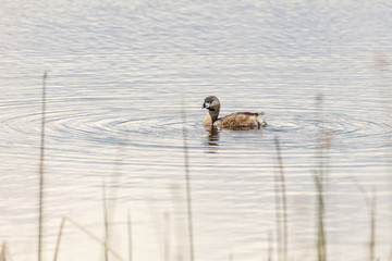 Pied billed Grebe