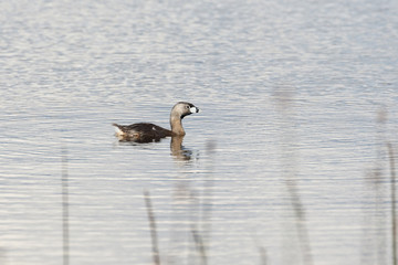 Pied billed Grebe