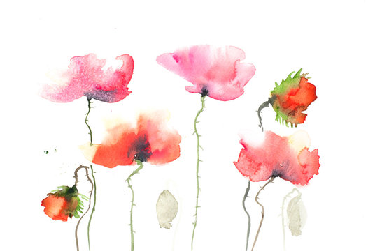 Poppy flowers on white, watercolor painting in impressionism style