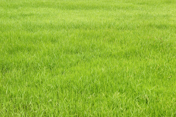 Green grass texture background.