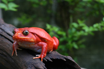 Beautiful female Tamato frog in natural background with selective focus