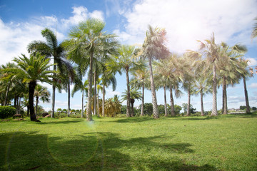 Obraz premium public park