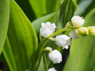 Fototapeta premium スズラン