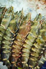 prawns