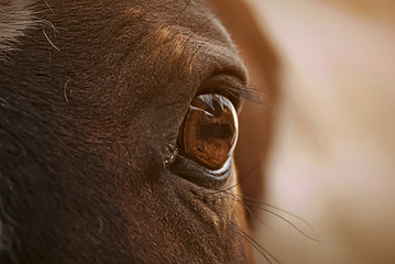 Horse eye 