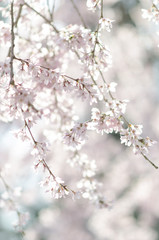 宮島の桜

